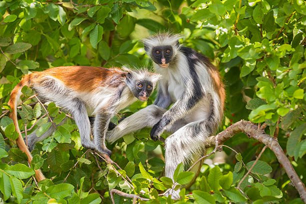 Jozani Forest National Park Tour