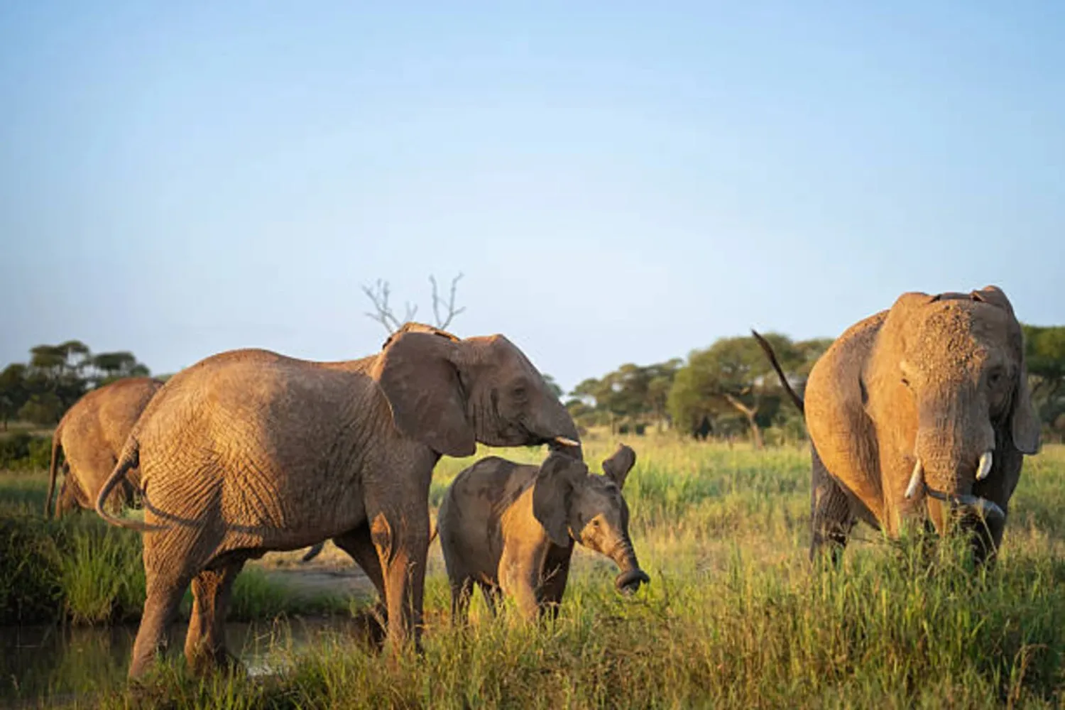 Tarangire and Ngorongoro Crater