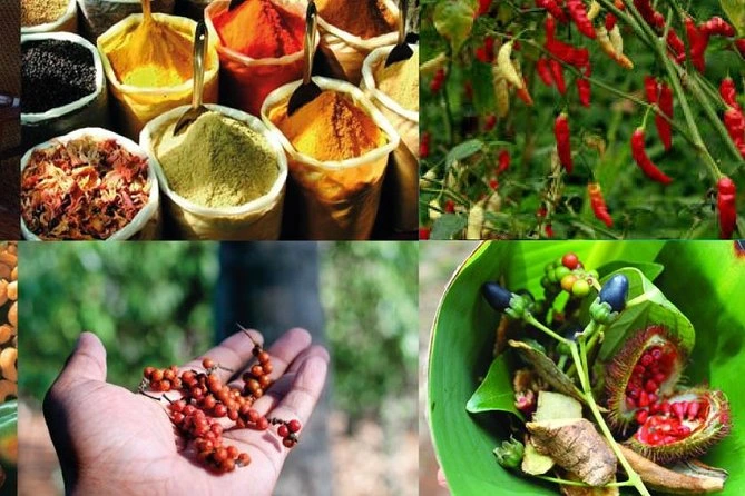 The Spice Farm Tour